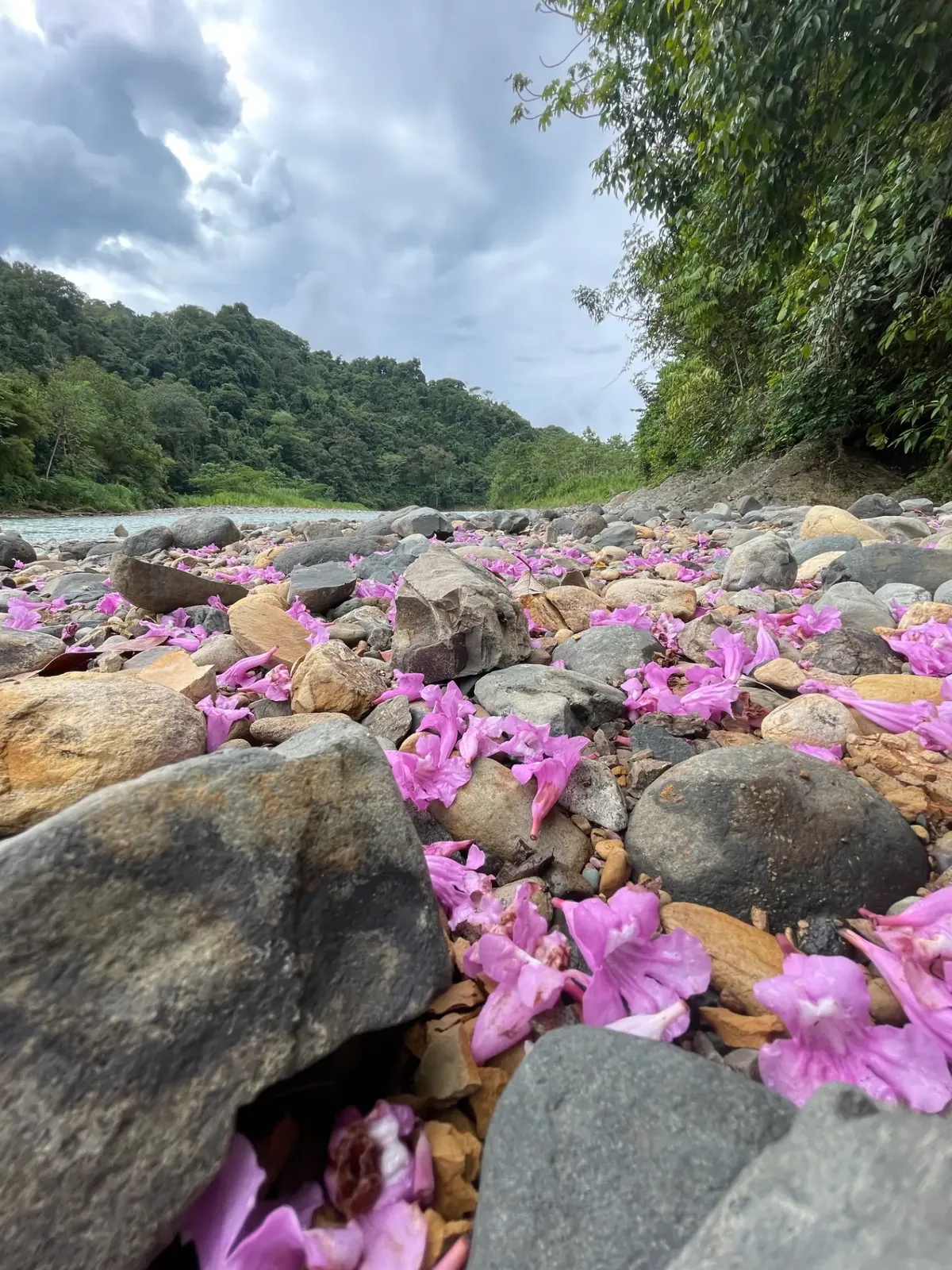 Pink flowers scattered over river stones along the Savegre River